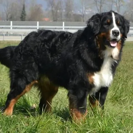 Hotel Bergblick - 3 Sterne Garni - Neueroeffnung Aeschi Bei Spiez
