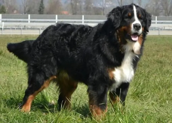 מלון Bergblick - 3 Sterne Garni Aeschi Bei Spiez